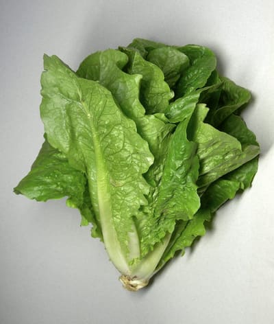 Romaine / Cos Lettuce