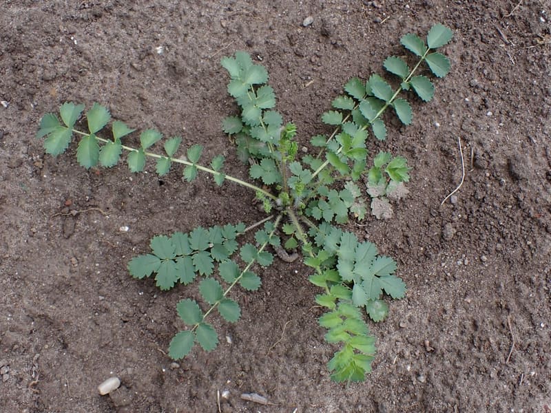 Salad Burnet