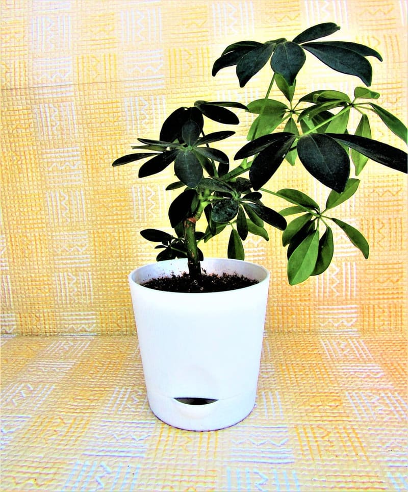 Umbrella Plant