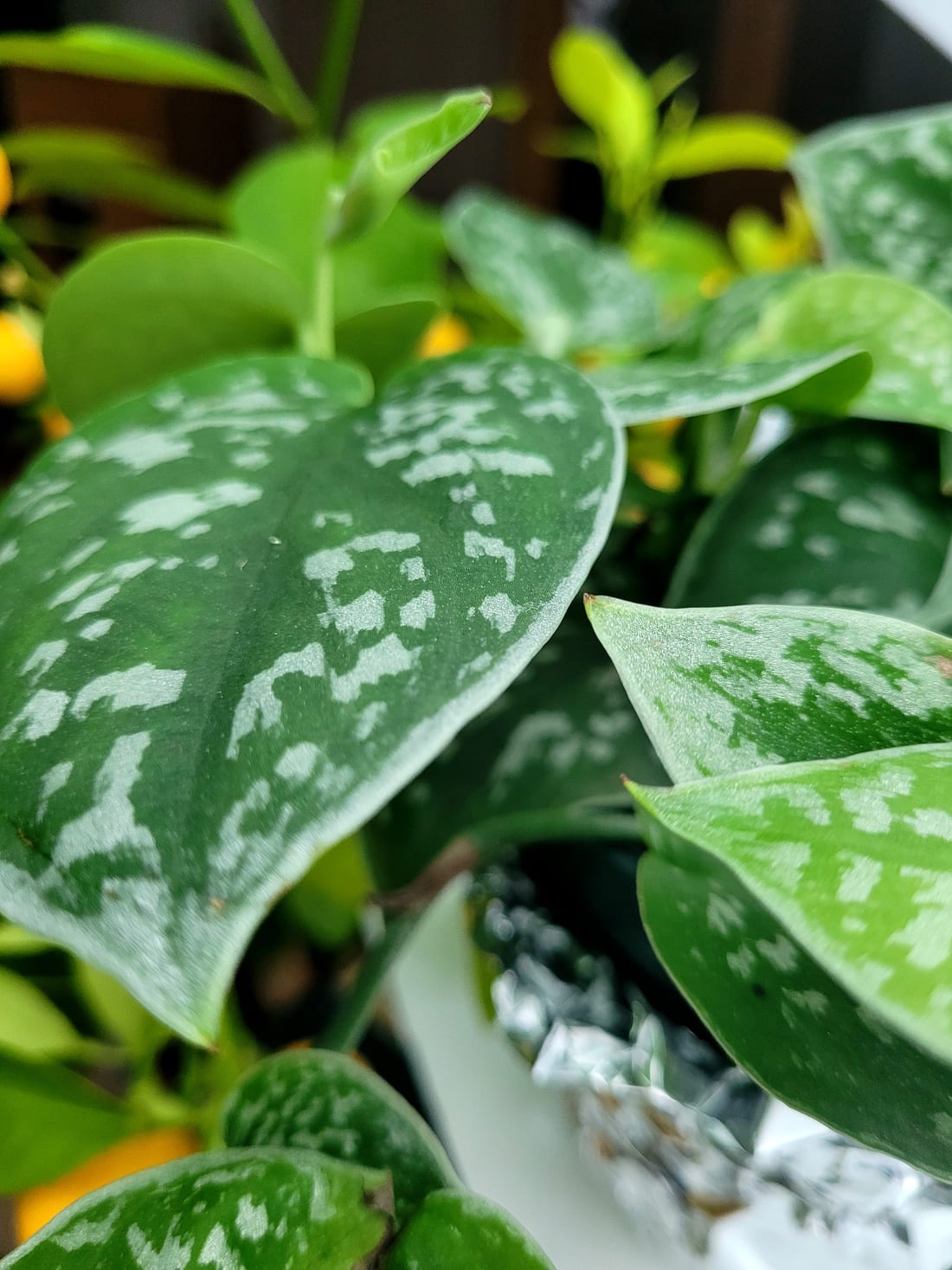 Satin Pothos