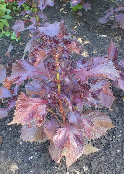Shiso (Perilla)