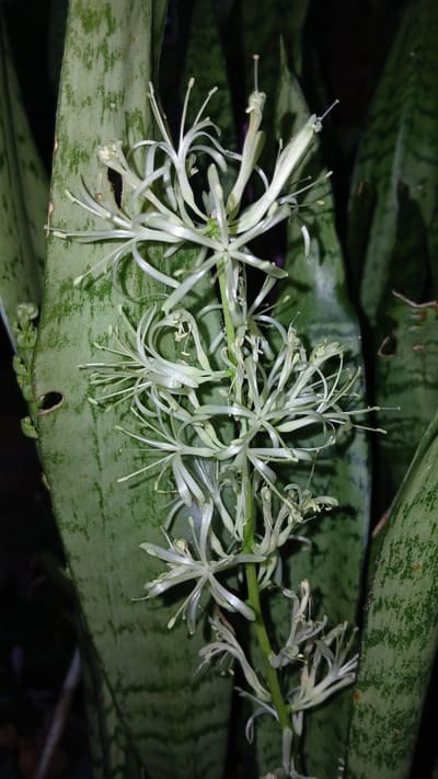 Snake Plant
