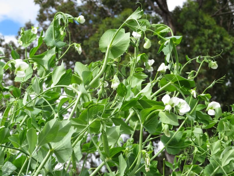 Sugar Snap Pea