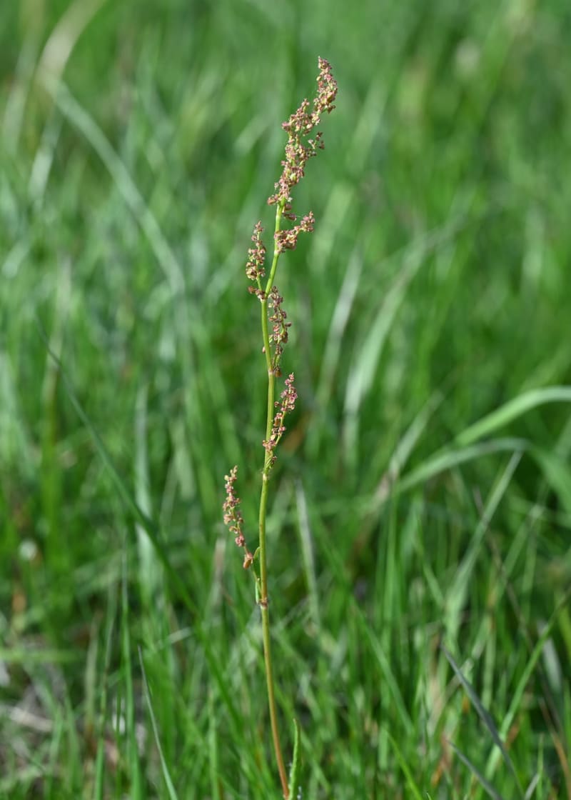Garden Sorrel