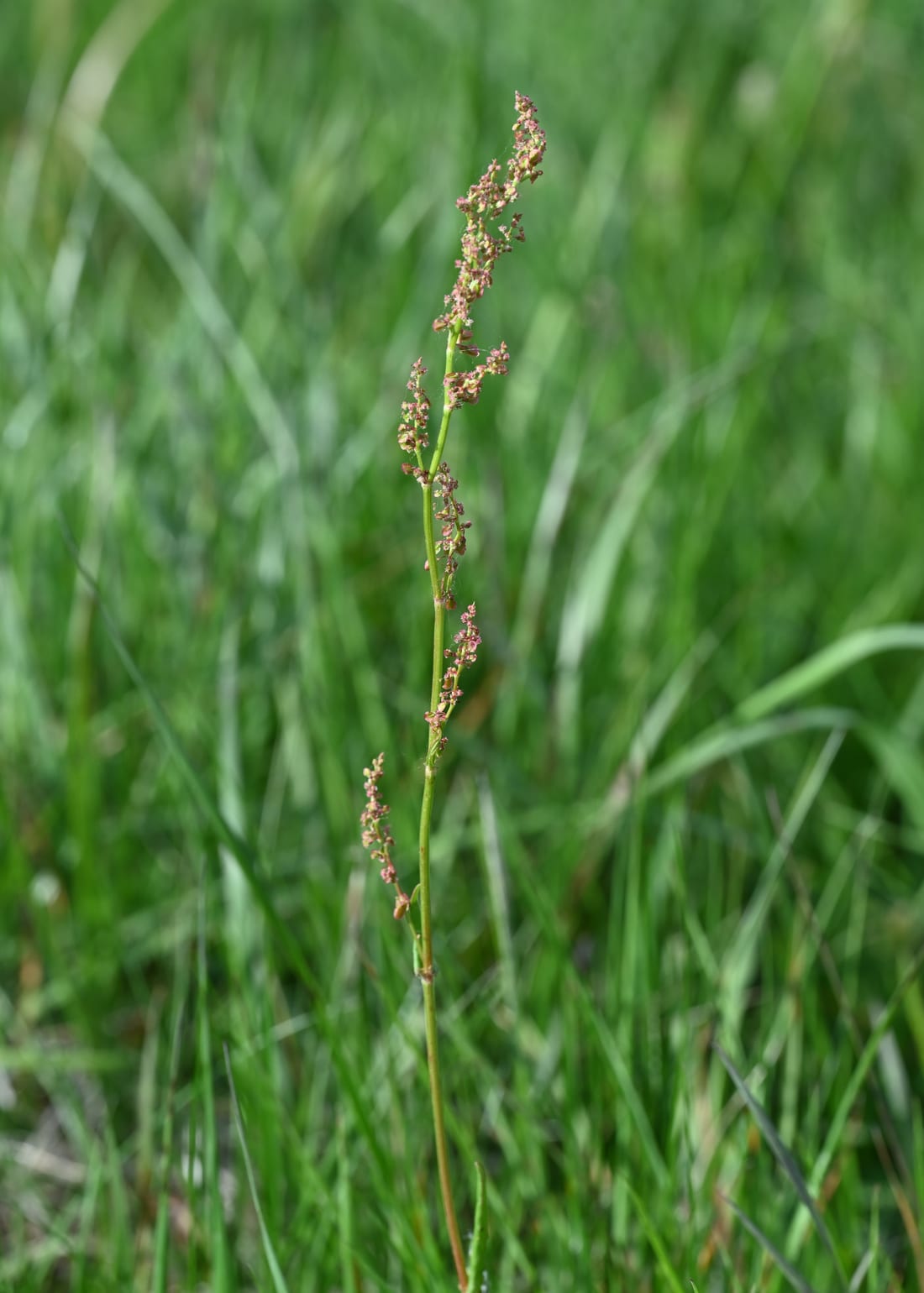 Garden Sorrel