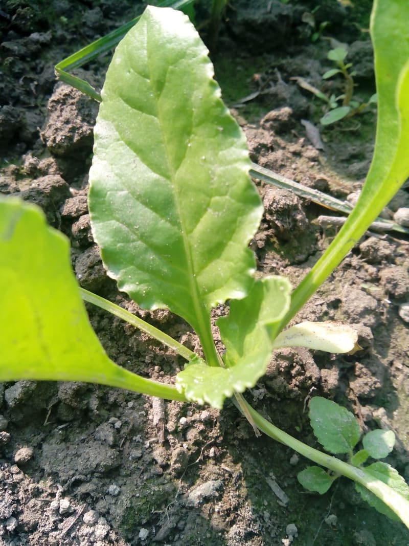 Spinach