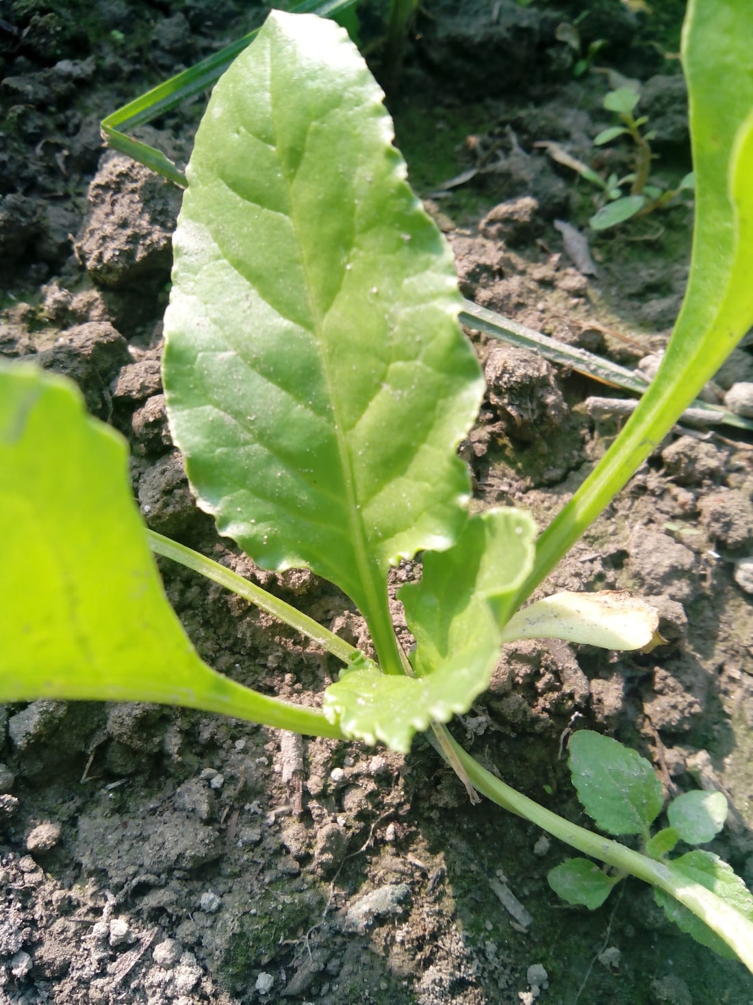 Spinach