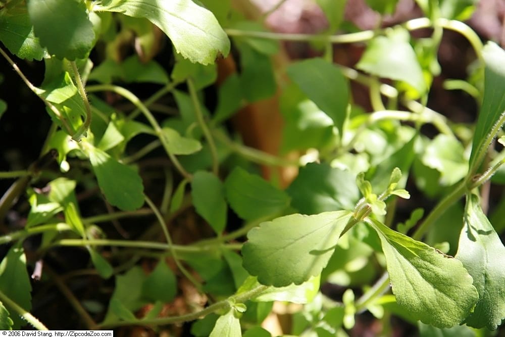 Stevia (Sweetleaf)