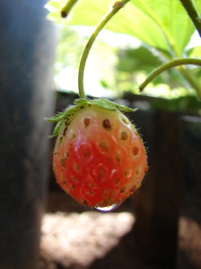 Strawberry