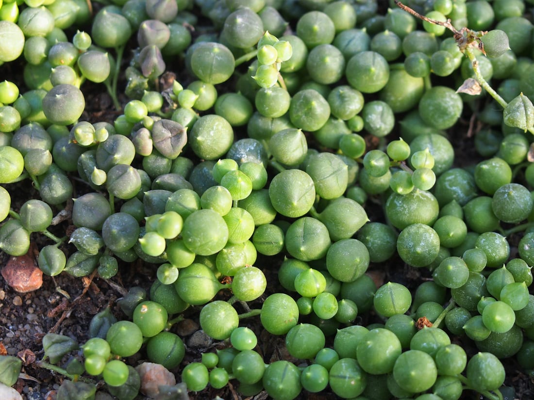 String of Pearls