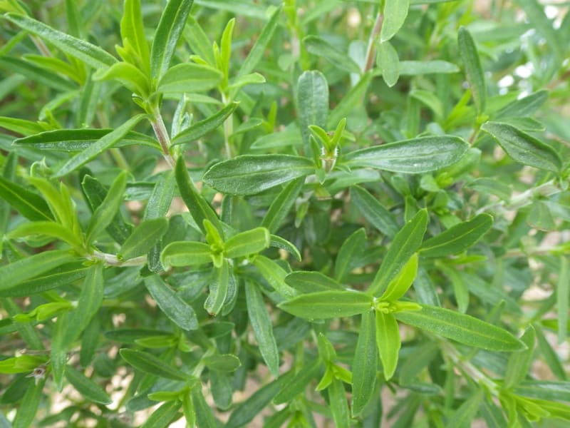 Summer Savory