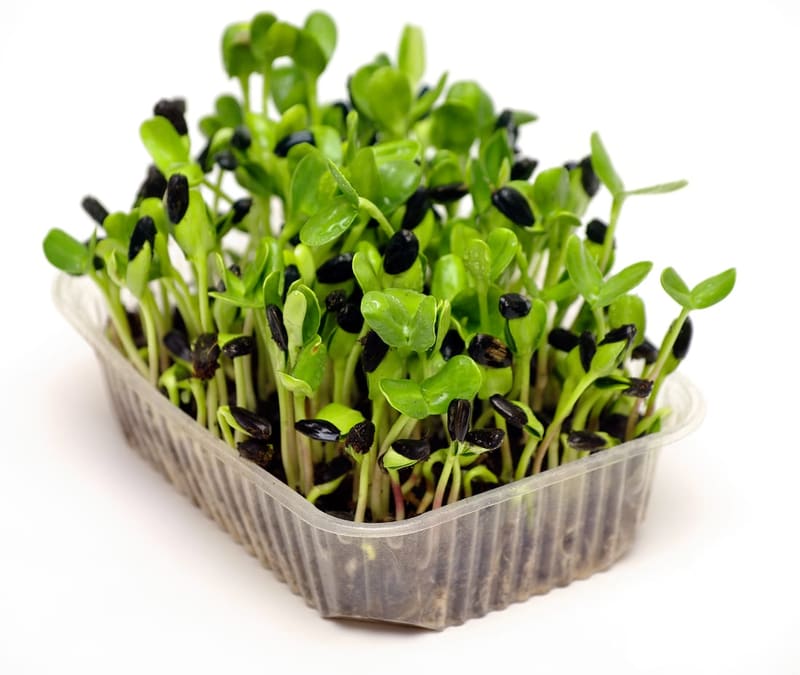 Sunflower Microgreens