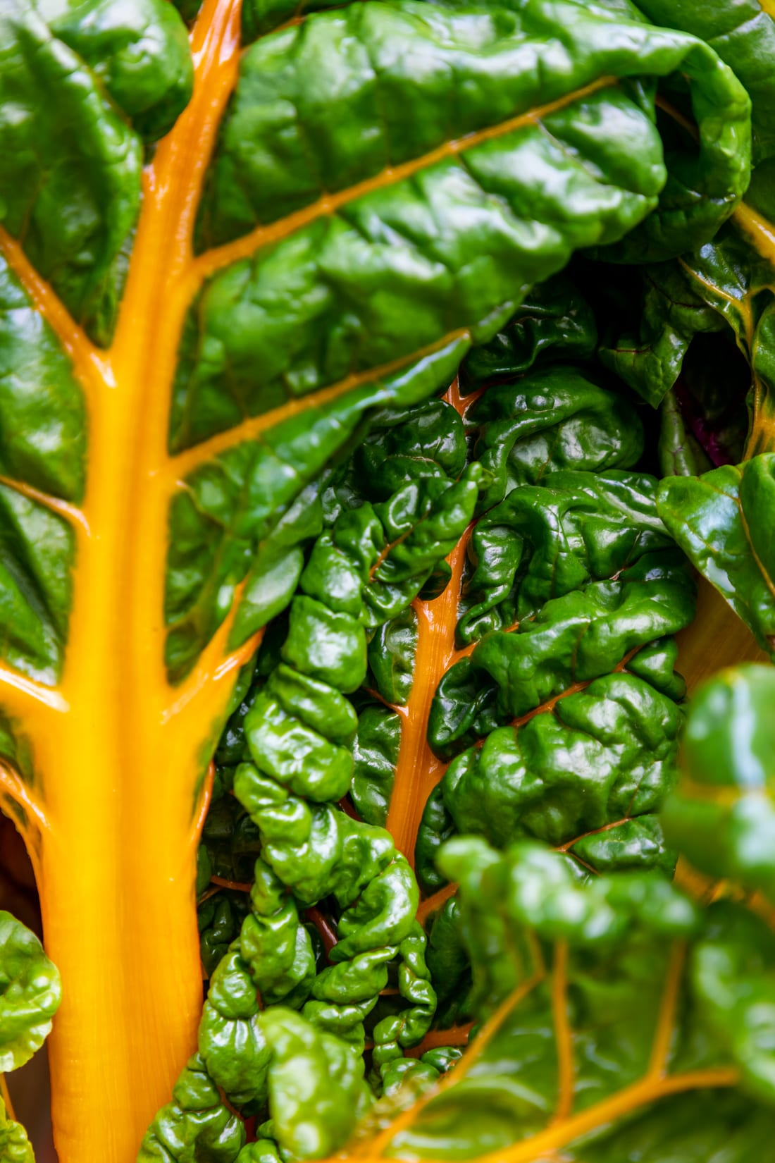 Swiss Chard