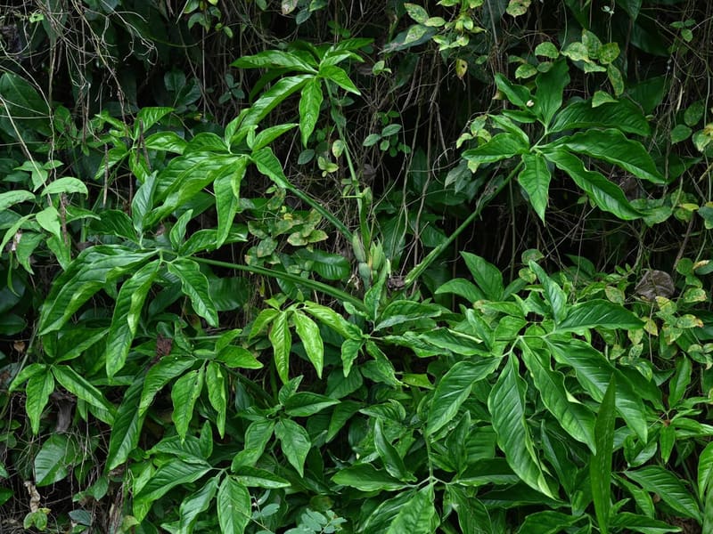 Arrowhead Plant (Syngonium)