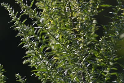 Tarragon (French)