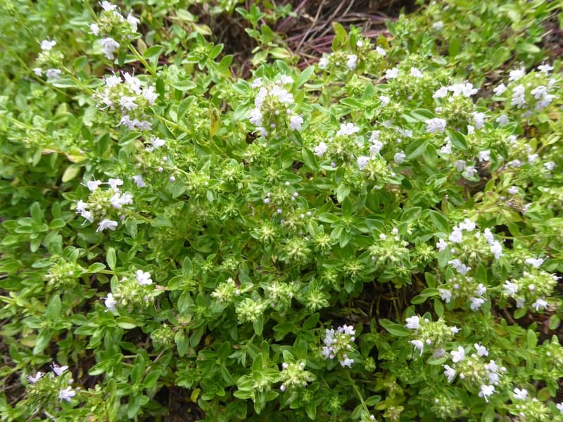 Thyme