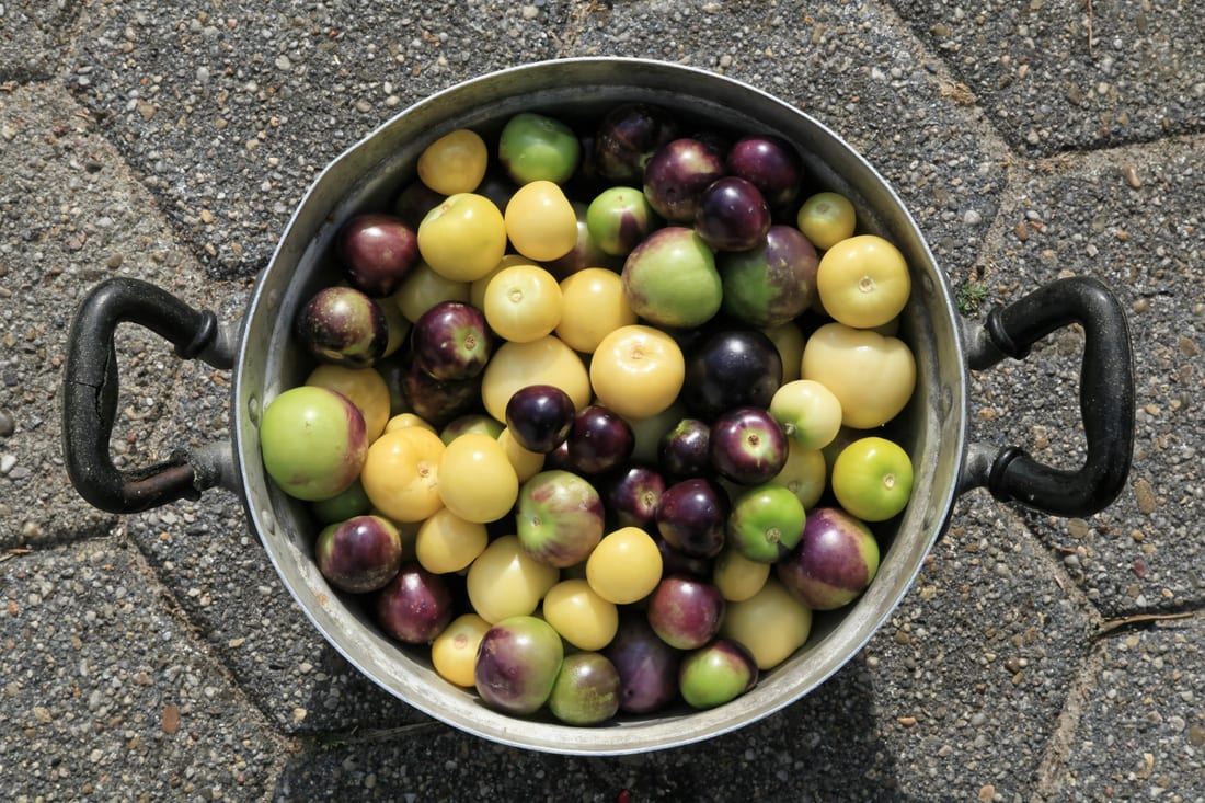 Tomatillo