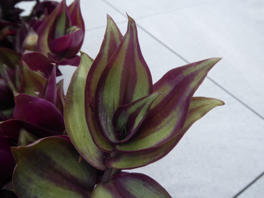 Inch Plant (Wandering Dude)