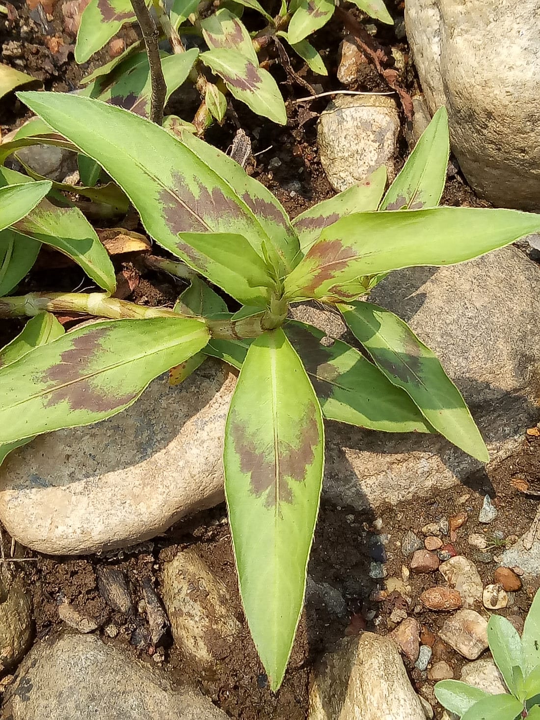 Vietnamese Coriander (Rau Răm)