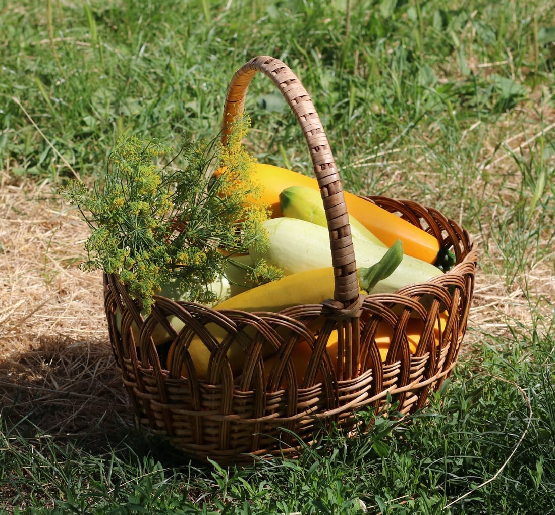 Zucchini (Bush Courgette)